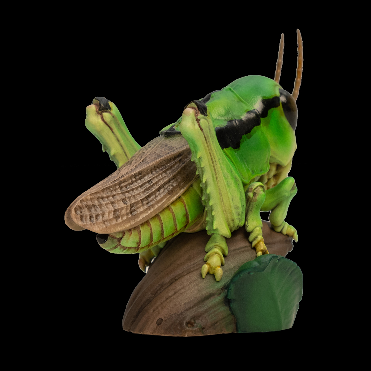 AHB-INSECT-V11-06_02 AHB Series 11 - Grasshopper – Acrididae | Insect