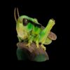 AHB-INSECT-V11-06_03-a6a6610d AHB Series 11 - Grasshopper – Acrididae | Insect