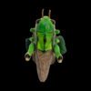 AHB-INSECT-V11-06_04 AHB Series 11 - Grasshopper – Acrididae | Insect