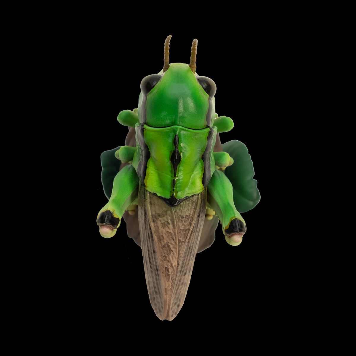 AHB-INSECT-V11-06_04 AHB Series 11 - Grasshopper – Acrididae | Insect