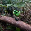 AHB-INSECT-V11-06_06 AHB Series 11 - Grasshopper – Acrididae | Insect