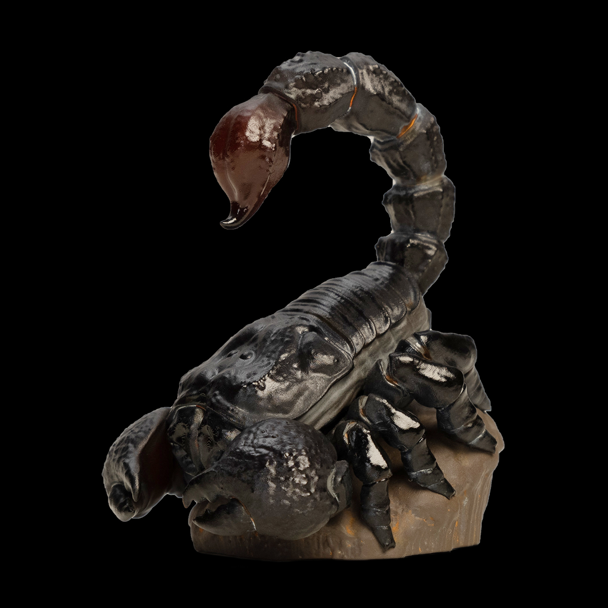 AHB Series 11 - Emperor Scorpion – Pandinus imperator | Insect