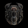 AHB Series 11 - Emperor Scorpion – Pandinus imperator | Insect