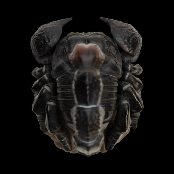 AHB-INSECT-V11-Hidden_02 AHB Series 11 - Emperor Scorpion – Pandinus imperator | Insect