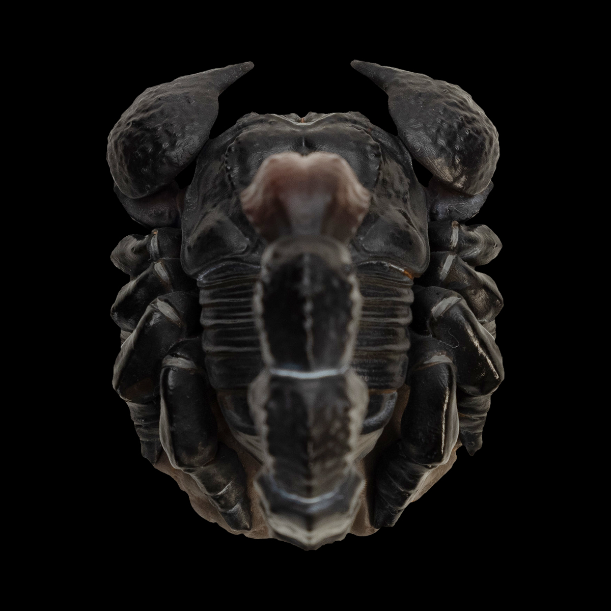 AHB Series 11 - Emperor Scorpion – Pandinus imperator | Insect