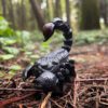 AHB Series 11 - Emperor Scorpion – Pandinus imperator | Insect