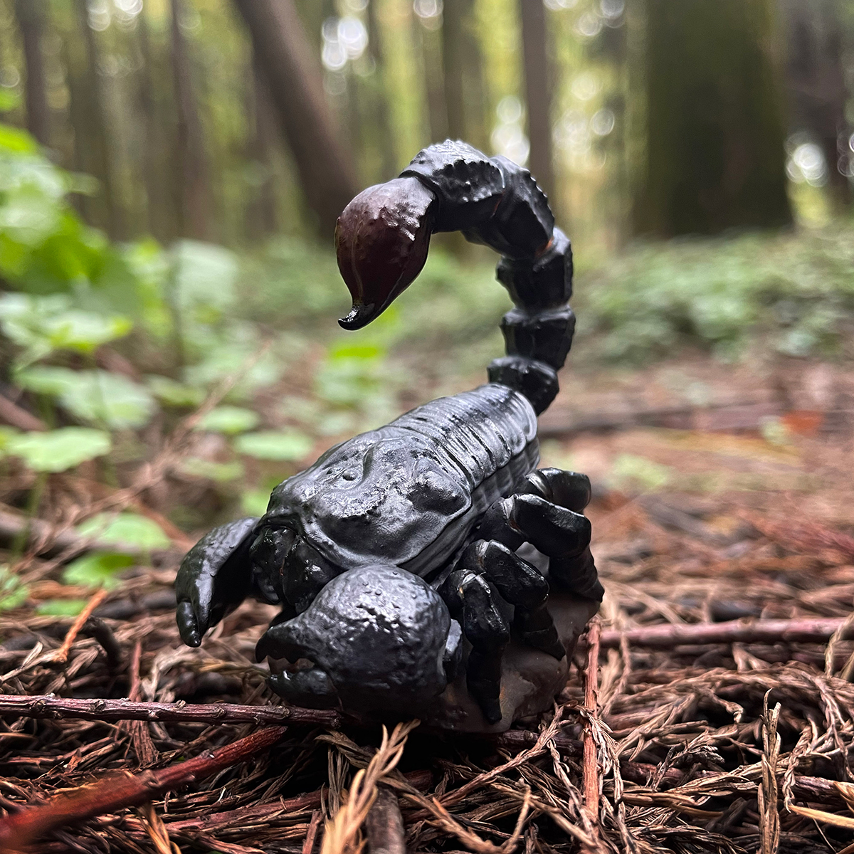 AHB Series 11 - Emperor Scorpion – Pandinus imperator | Insect