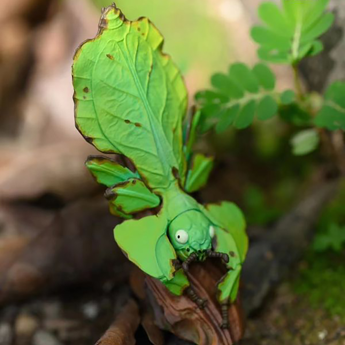 AHB Series 17 - Giant Leaf Insect – Phyllium giganteum | Insect