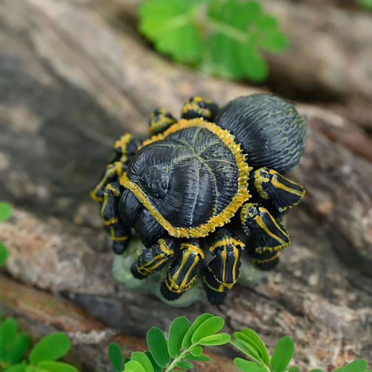 AHB Series 17 - Chaco Golden Knee Tarantula – Grammostola pulchripes | Insect