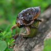 AHB Series 17 - Giant Water Bug – Lethocerus deyrollei | Insect