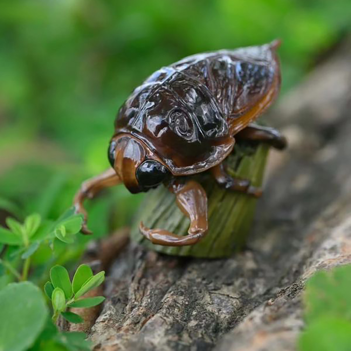 AHB Series 17 - Giant Water Bug – Lethocerus deyrollei | Insect