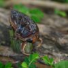 AHB Series 17 - Giant Water Bug – Lethocerus deyrollei | Insect