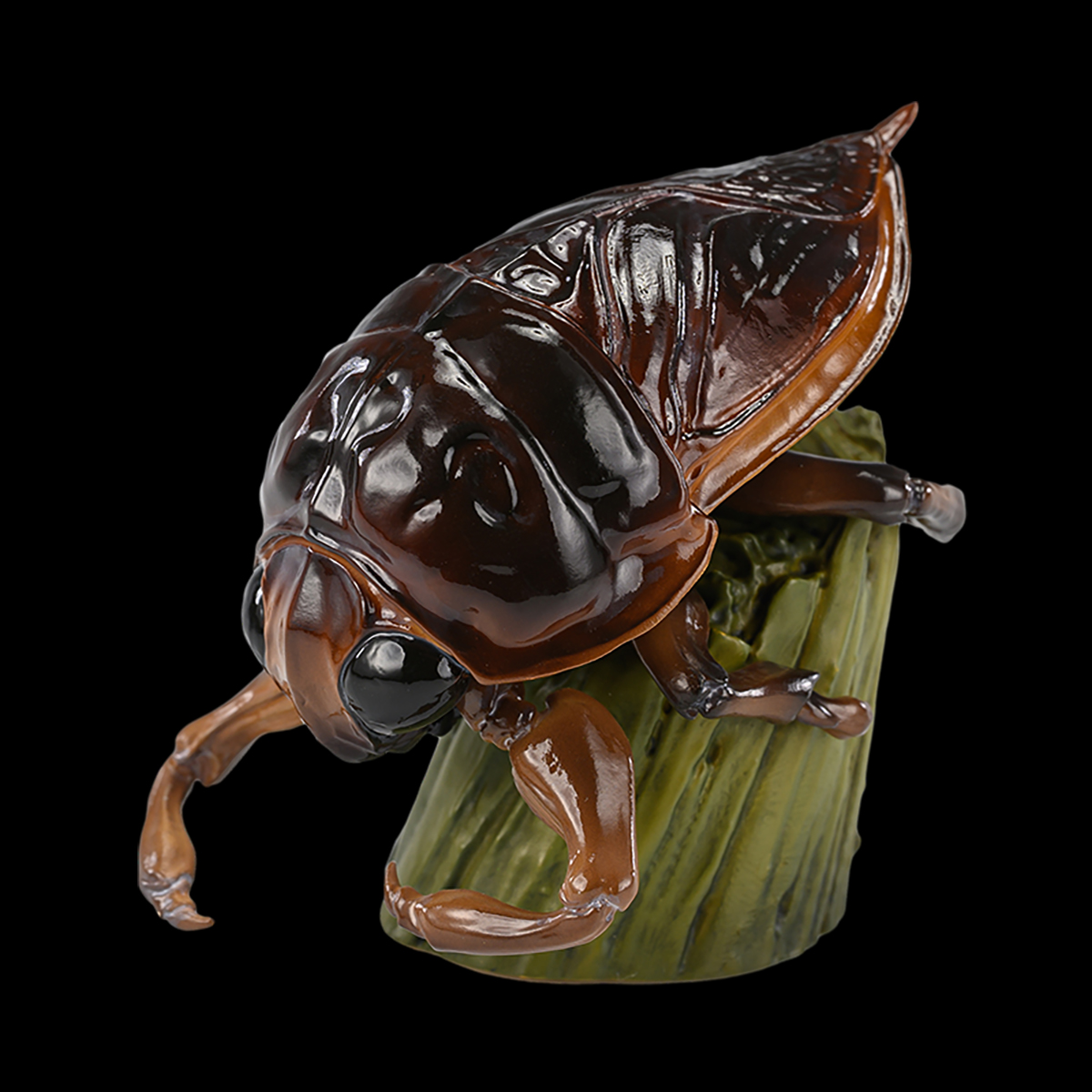 AHB Series 17 - Giant Water Bug – Lethocerus deyrollei | Insect