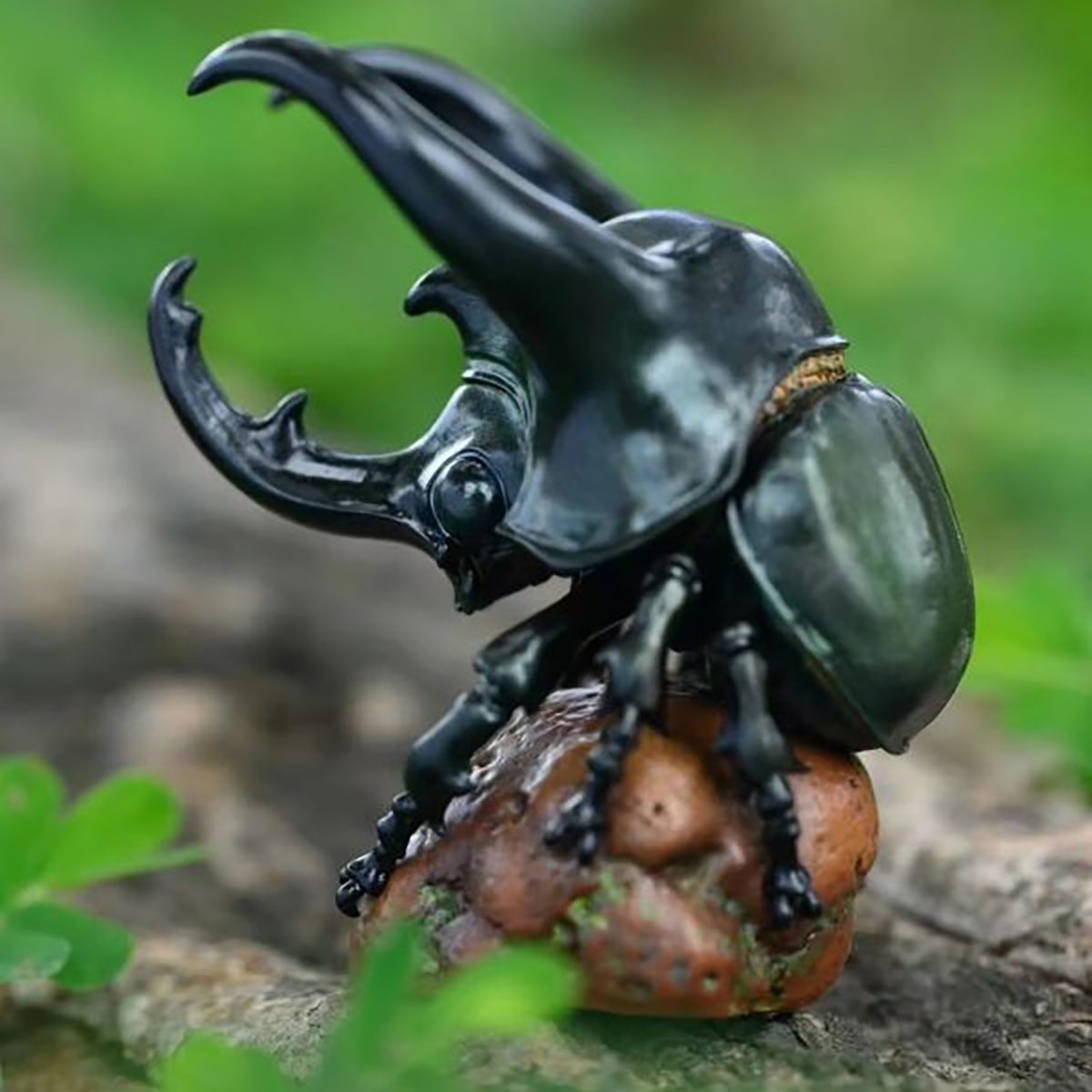 AHB Series 17 - Atlas Beetle – Chalcosoma chiron | Insect