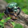 AHB Series 17 - Janson&rsquo;s Long-Arm Beetle – Cheirotonus jansoni | Insect