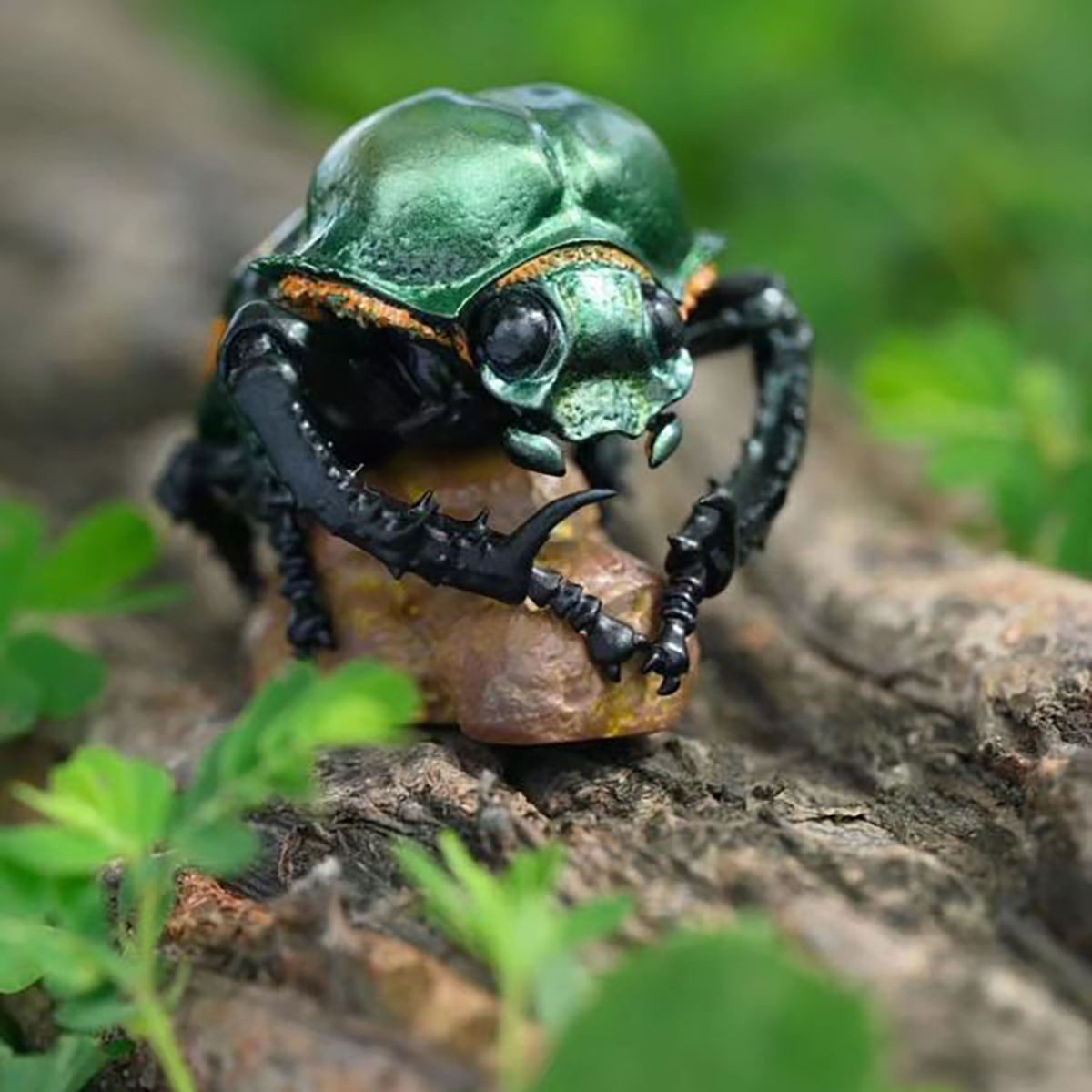 AHB Series 17 - Janson&rsquo;s Long-Arm Beetle – Cheirotonus jansoni | Insect