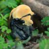 AHB-INSECT-V17-07_05 AHB Series 17 - Elephant Beetle – Megasoma elephas | Insect