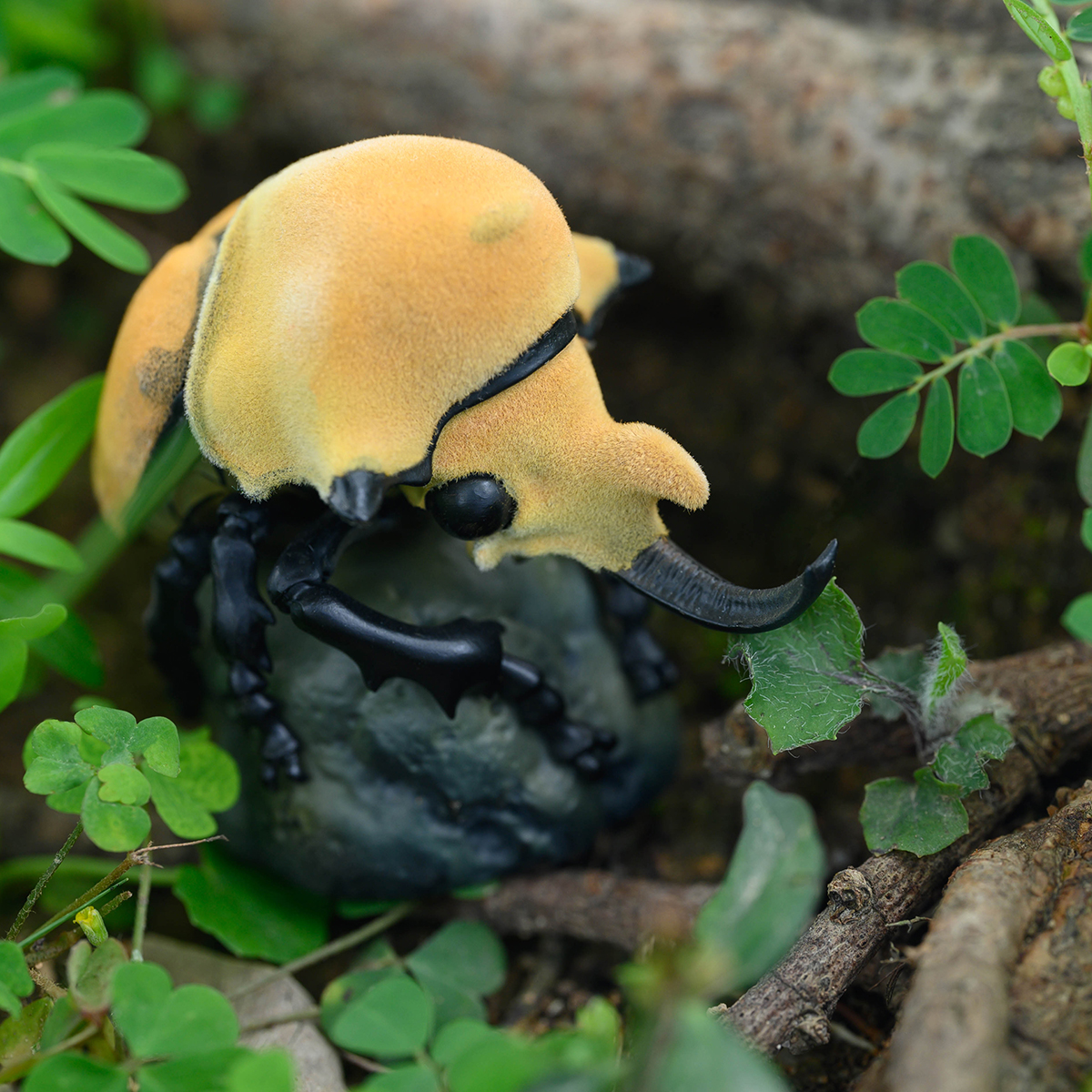 AHB Series 17 - Elephant Beetle – Megasoma elephas | Insect