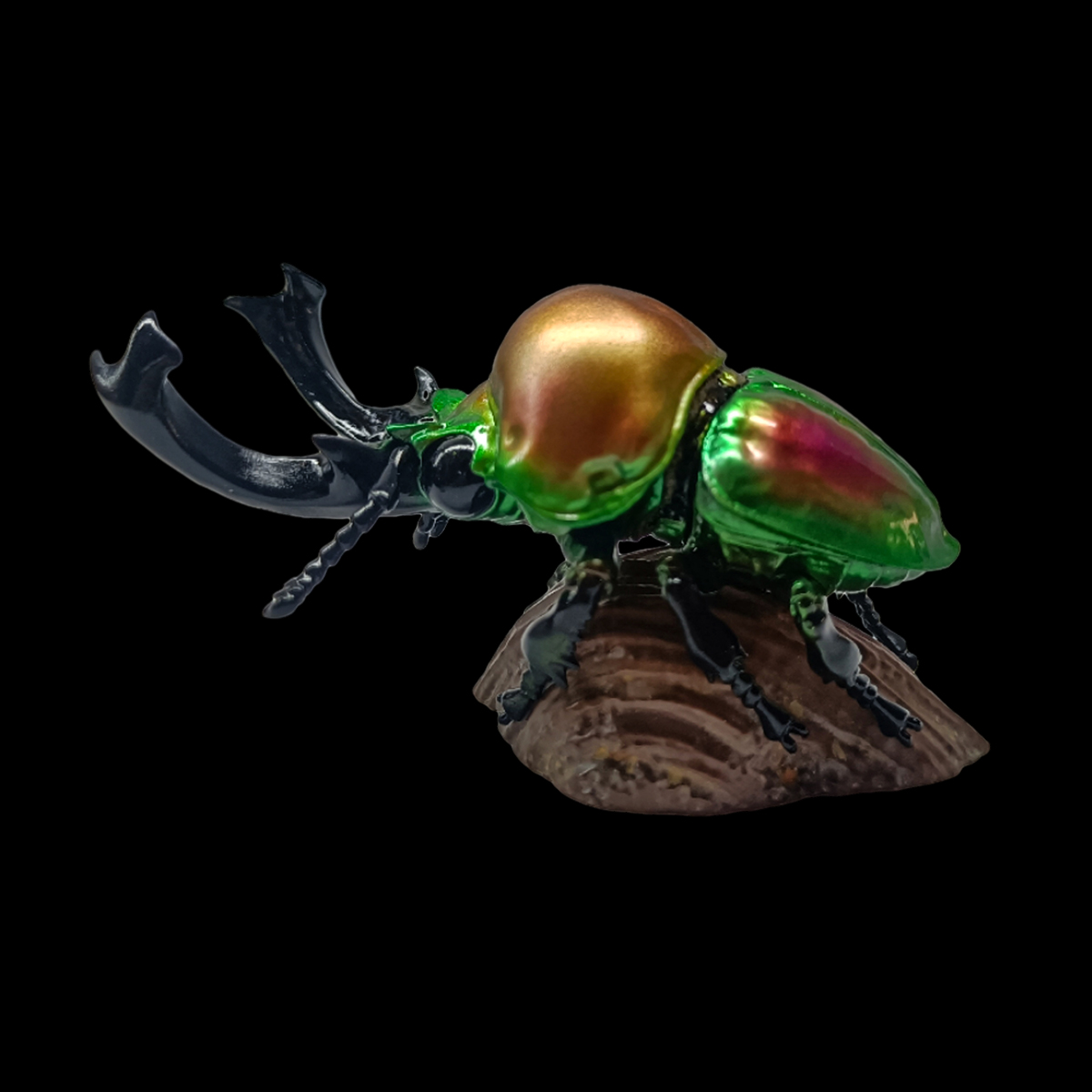 AHB Series 17 - Rainbow Stag Beetle – Phalacrognathus muelleri | Insect