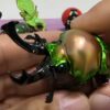 AHB Series 17 - Rainbow Stag Beetle – Phalacrognathus muelleri | Insect