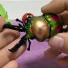 AHB Series 17 - Rainbow Stag Beetle – Phalacrognathus muelleri | Insect