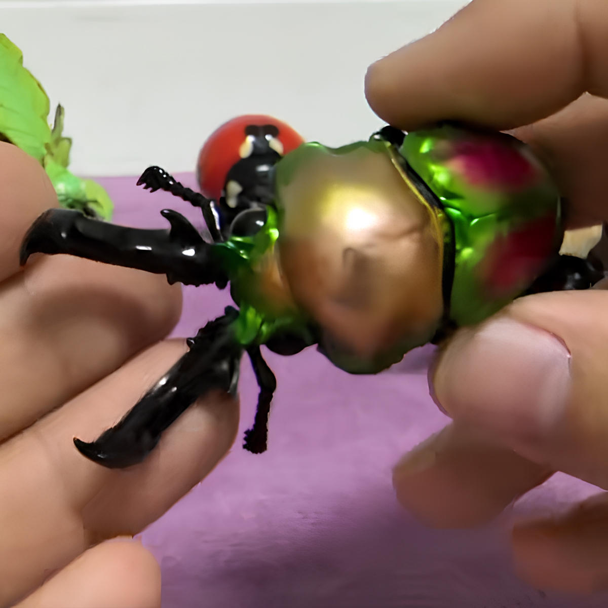 AHB Series 17 - Rainbow Stag Beetle – Phalacrognathus muelleri | Insect