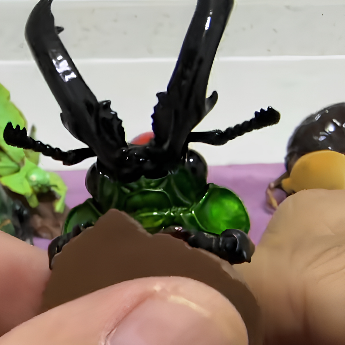 AHB Series 17 - Rainbow Stag Beetle – Phalacrognathus muelleri | Insect