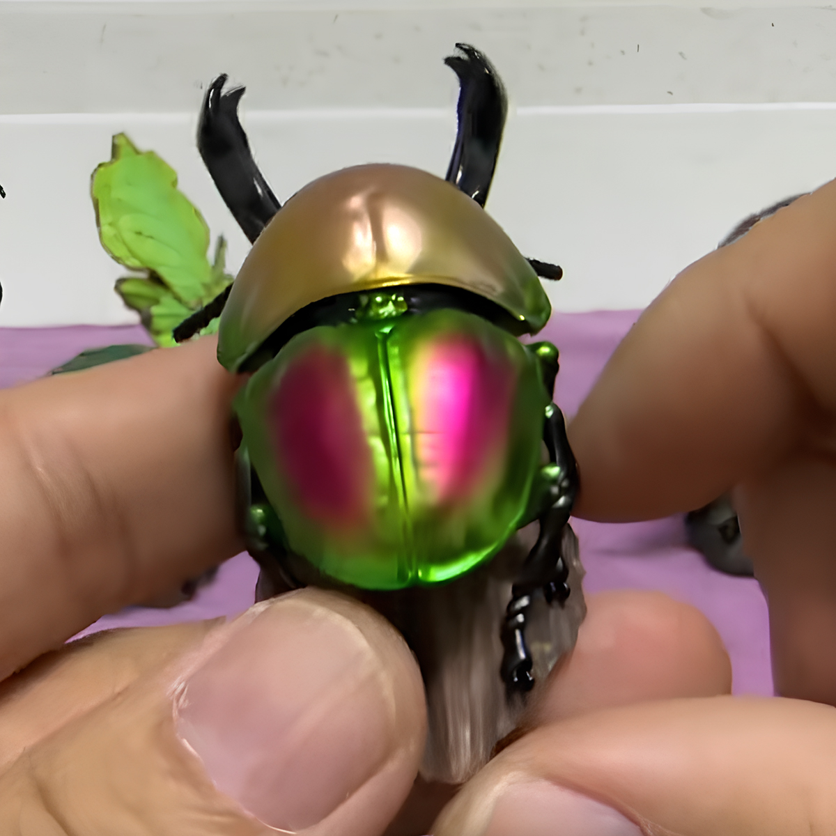 AHB Series 17 - Rainbow Stag Beetle – Phalacrognathus muelleri | Insect