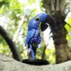 AHB Series 18 - Hyacinth Macaw – Anodorhynchus hyacinthinus | Parrot
