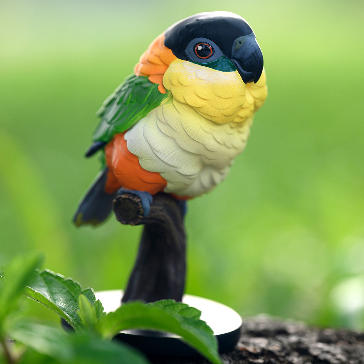 AHB Series 18 - Black-headed Caique – Pionites melanocephalus | Parrot