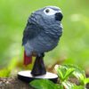 AHB Series 18 - African Grey Parrot – Psittacus erithacus | Parrot