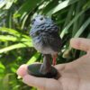 AHB Series 18 - African Grey Parrot – Psittacus erithacus | Parrot