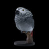 AHB Series 18 - African Grey Parrot – Psittacus erithacus | Parrot