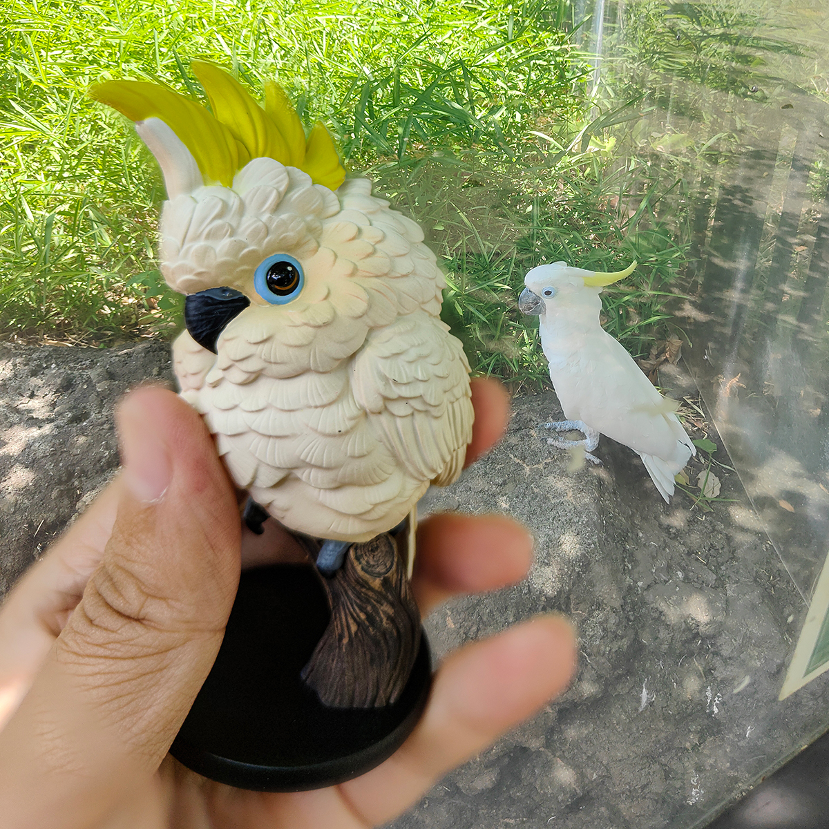AHB Series 18 - Sulphur-crested Cockatoo – Cacatua galerita | Parrot