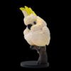 AHB Series 18 - Sulphur-crested Cockatoo – Cacatua galerita | Parrot
