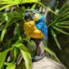 AHB Series 18 - Blue-and-Yellow Macaw – Ara ararauna | Parrot