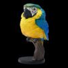 AHB Series 18 - Blue-and-Yellow Macaw – Ara ararauna | Parrot