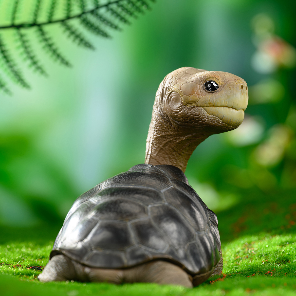 AHB-PLUS-LetsParty-LonesomeGeorge_01 AHB Series PLUS - Let's Party / Chelonoidis abingdonii Tortoise / Turtle