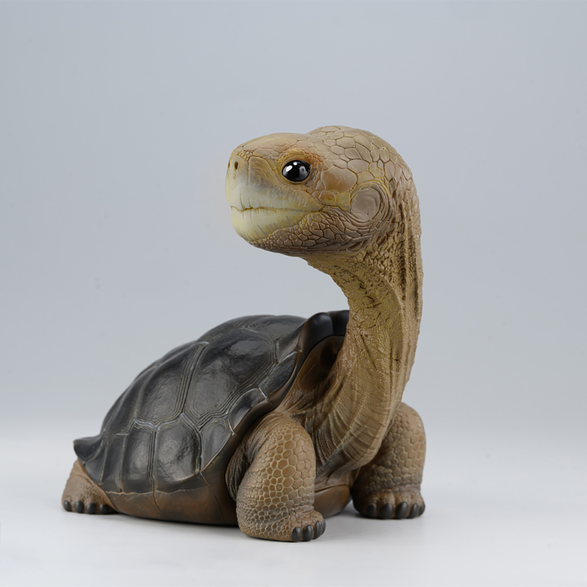AHB-PLUS-LetsParty-LonesomeGeorge_03 AHB Series PLUS - Let's Party / Chelonoidis abingdonii Tortoise / Turtle