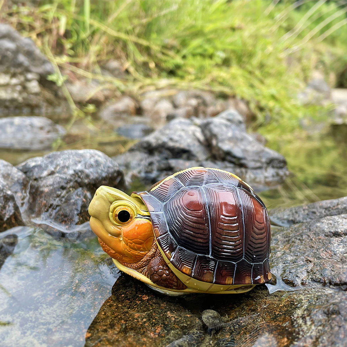 AHB Series 19 - Yellow-margined Box Turtle (China) – Cuora flavomarginata | Turtle