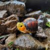 AHB-TURTLE-V19-01_05 AHB Series 19 - Yellow-margined Box Turtle (China) – Cuora flavomarginata | Turtle