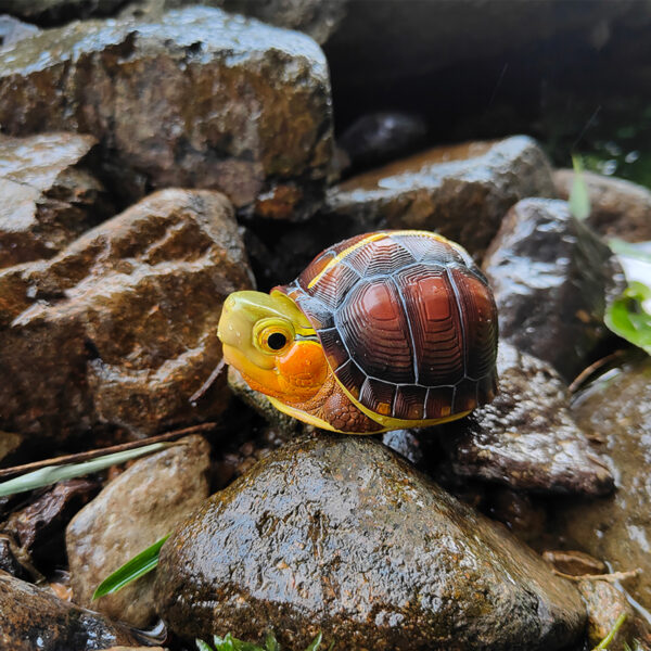 AHB-TURTLE-V19-01_05 AHB Series 19 - Yellow-margined Box Turtle (China) – Cuora flavomarginata | Turtle