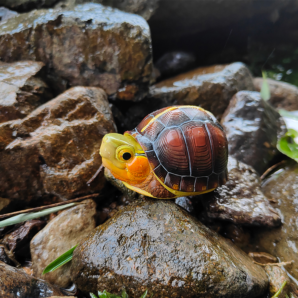 AHB-TURTLE-V19-01_05 AHB Series 19 - Yellow-margined Box Turtle (China) – Cuora flavomarginata | Turtle