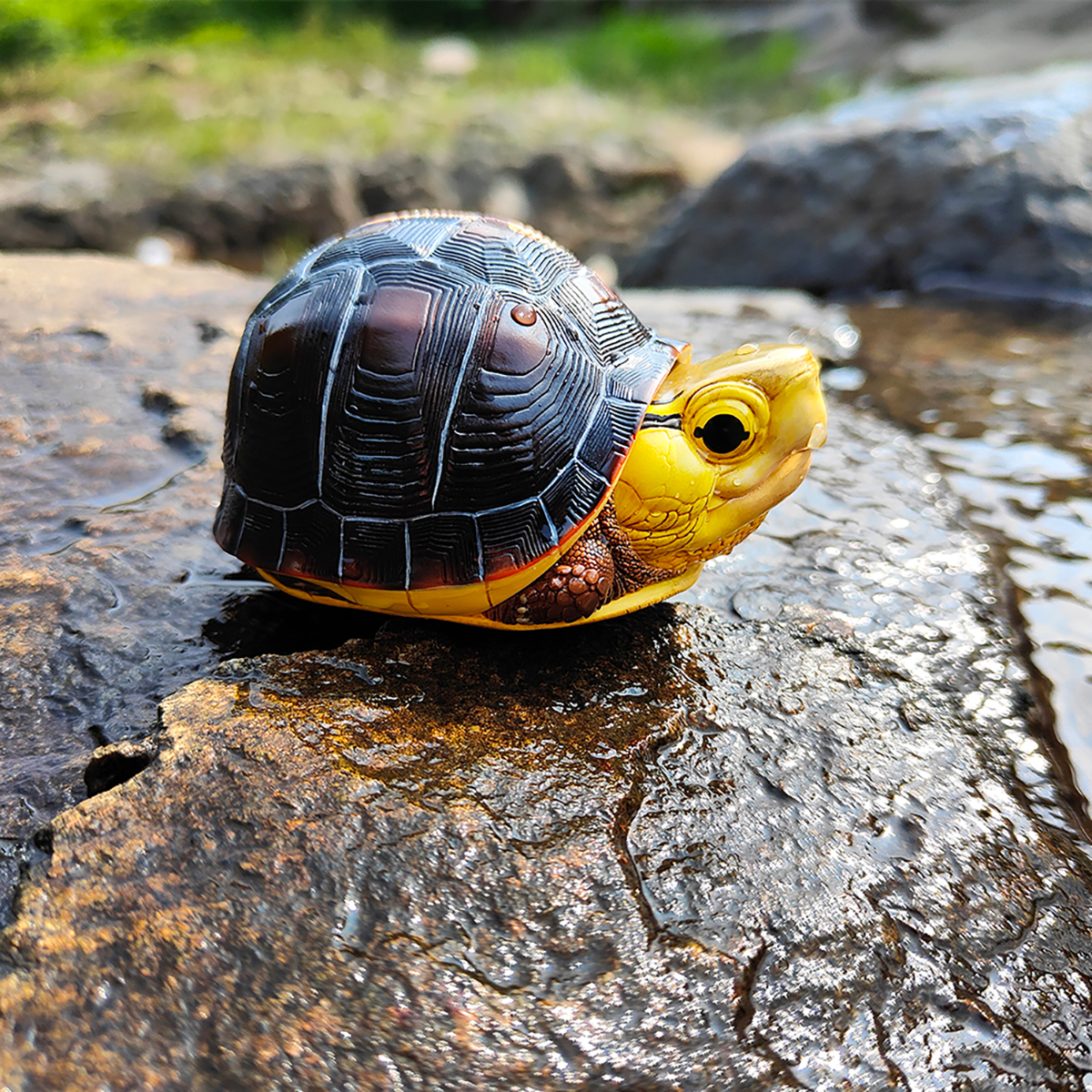 AHB Series 19 - Yellow-margined Box Turtle (Taiwan) – Cuora flavomarginata | Turtle