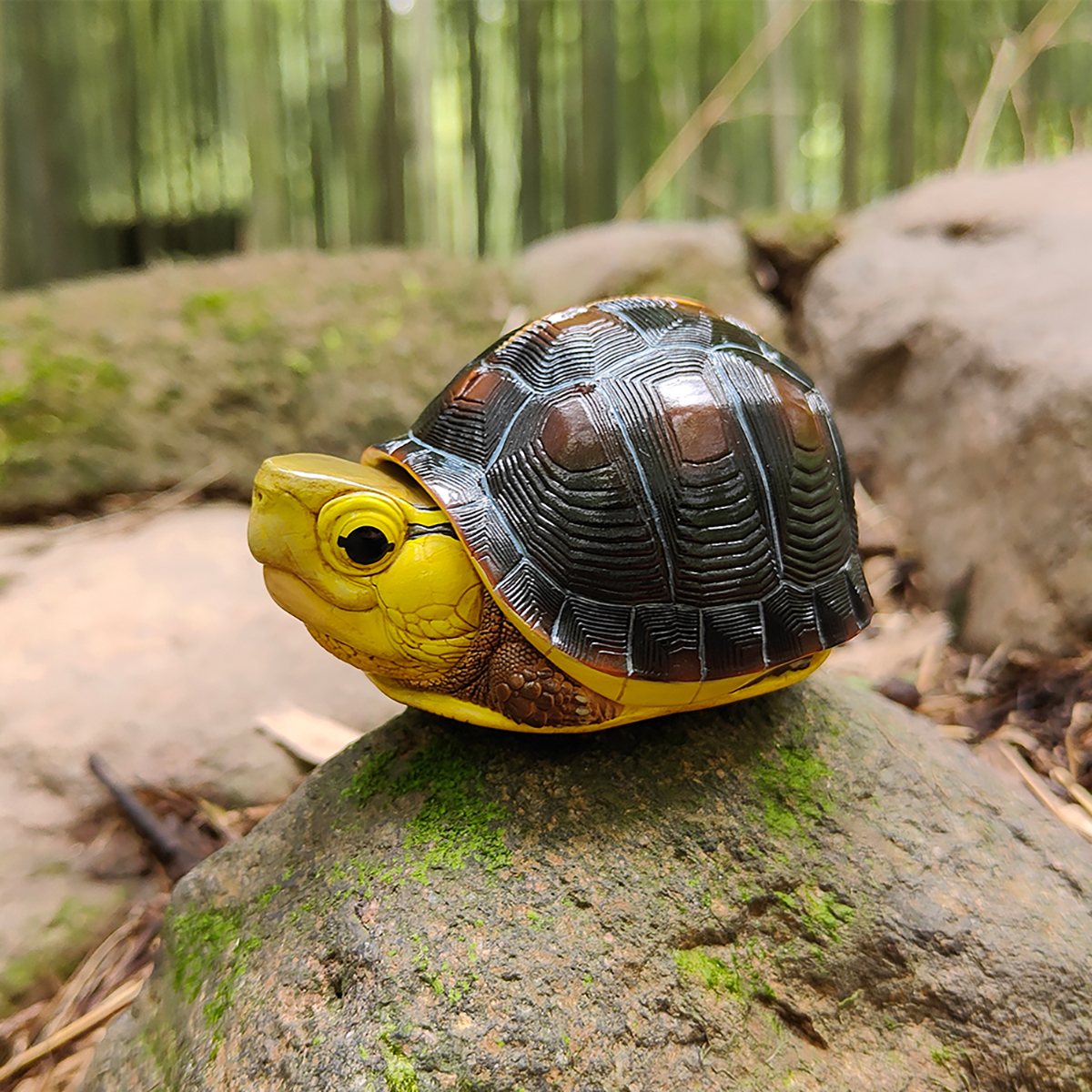 AHB-TURTLE-V19-02_05 AHB Series 19 - Yellow-margined Box Turtle (Taiwan) – Cuora flavomarginata | Turtle