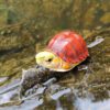 AHB-TURTLE-V19-03_05 AHB Series 19 - McCord’s Box Turtle – Cuora mccordi | Turtle
