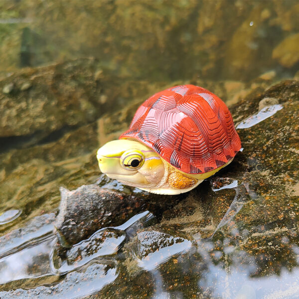 AHB-TURTLE-V19-03_05 AHB Series 19 - McCord’s Box Turtle – Cuora mccordi | Turtle