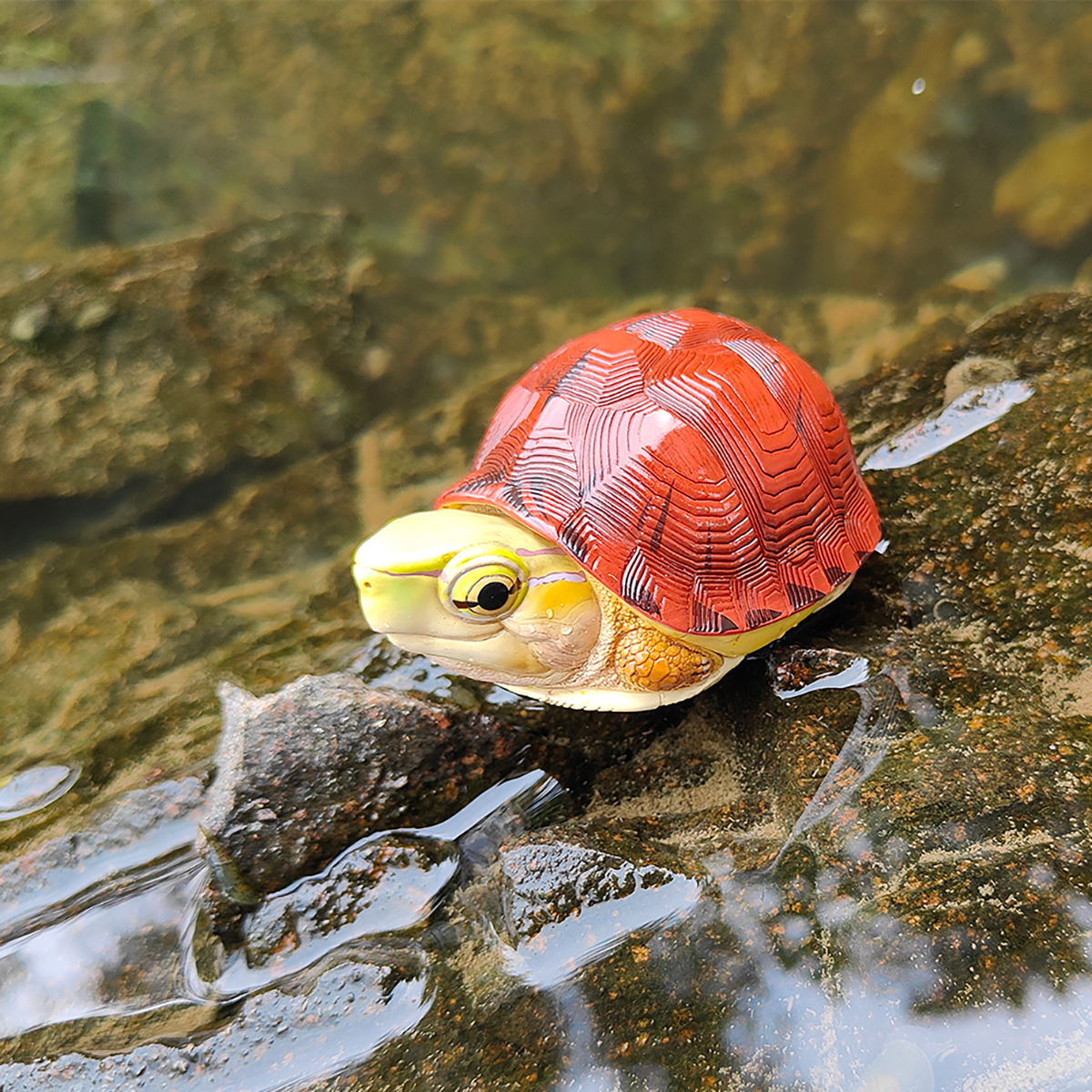 AHB-TURTLE-V19-03_05 AHB Series 19 - McCord’s Box Turtle – Cuora mccordi | Turtle