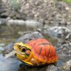 AHB Series 19 - Golden Coin Turtle – Cuora trifasciata | Turtle