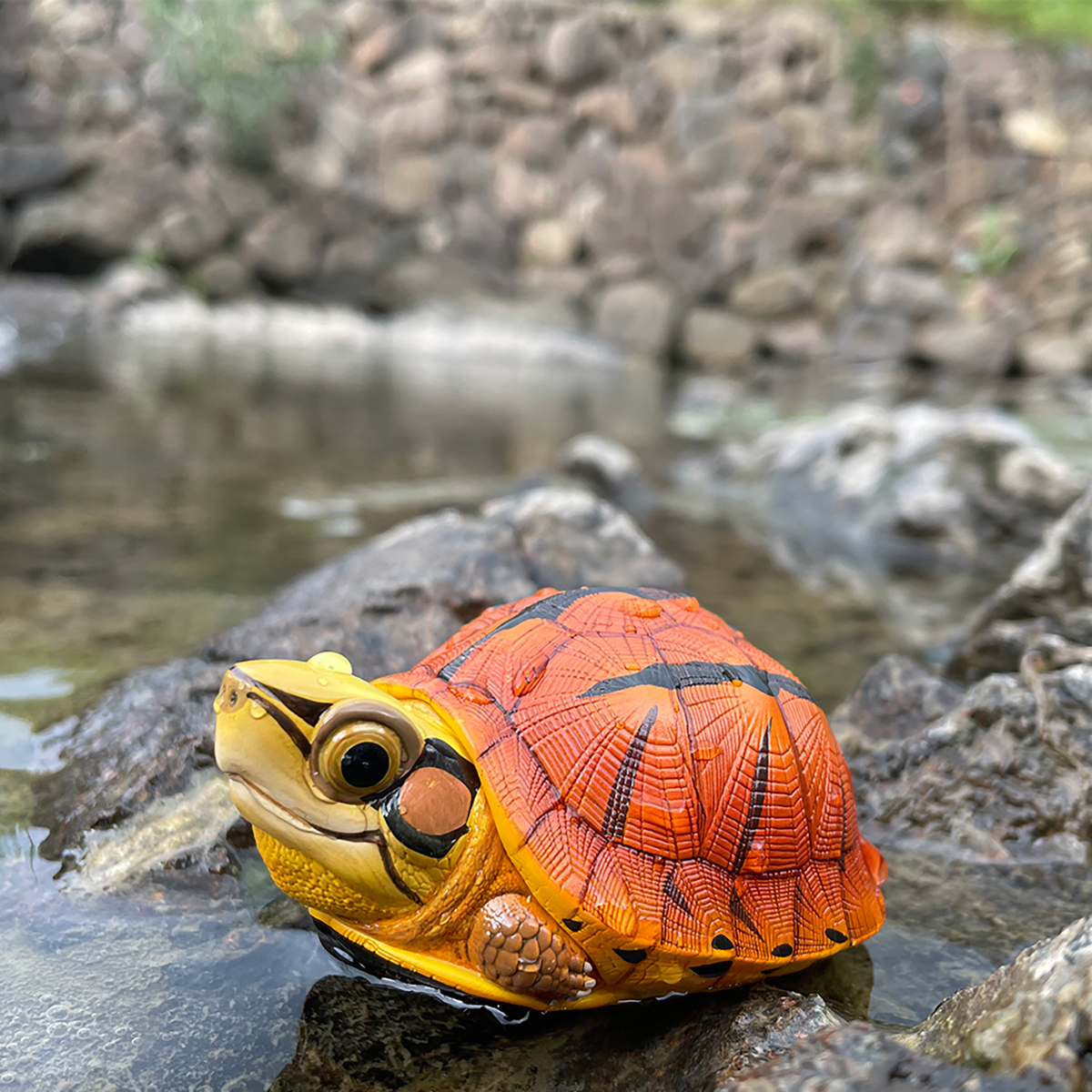AHB Series 19 - Golden Coin Turtle – Cuora trifasciata | Turtle